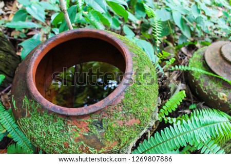 Bright green moss and fern growing on earthen jar in the garden. Select focus.