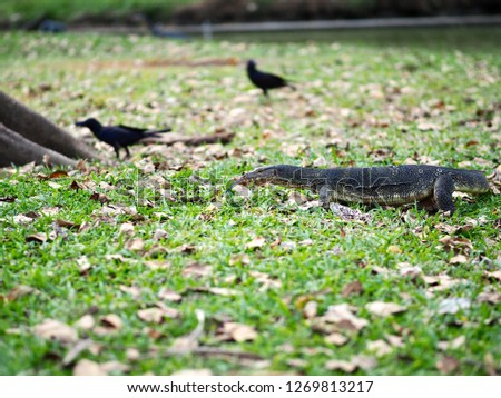 A water monitor at Lumphini park, Thailand