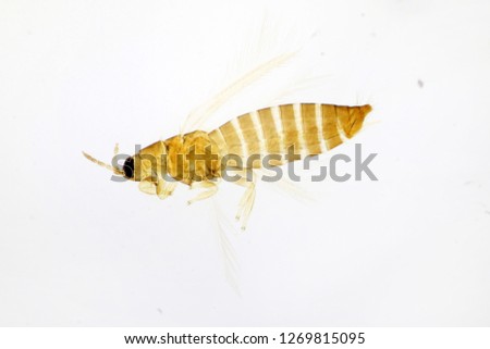 Rose thrips (Thrips fuscipennis) under the microscope Royalty-Free Stock Photo #1269815095