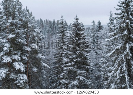 Old fir forest covered with snow a midwinter day without sun, picture from Northern Sweden.