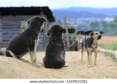 Family dogs live and playing in sand ​​mound , dog live semi wild in the outback forest