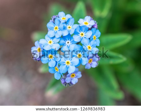 Blue flowers on a green background. Forget-me-not (LAT. Myosótis)