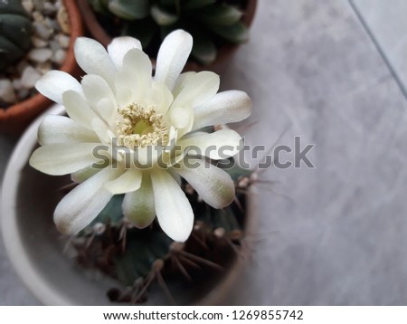 gymnocalycium cactus succulents