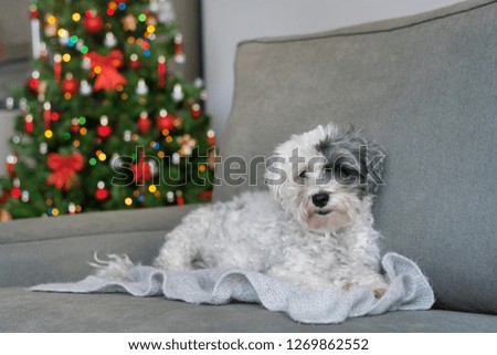 Sweet Christmas Dog Sitting on a Sofa on a Decorated Christmas Tree Background 