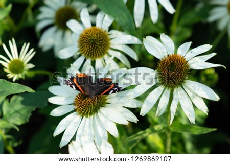 white daisy flowers with butterfly