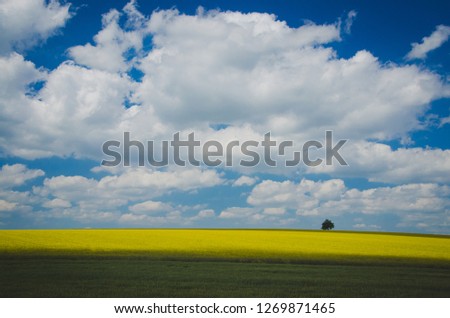 Spring wallpaper, blue sky and yellow colza field