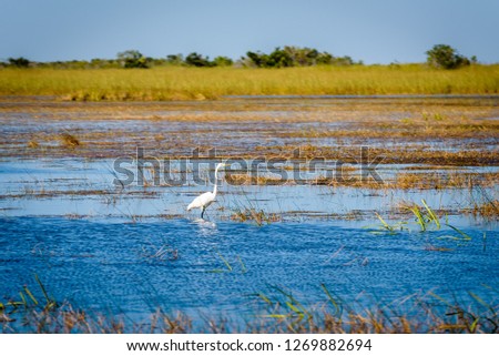 Beautiful swamp landscape with a Great White Egret bird and blue sky of the wetlands in Everglades National Park from an airboat ride tour, Miami, Florida.