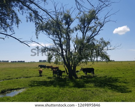 A beautiful country picture with an argentines cows under the tree