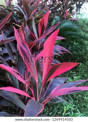 
The bright large leaves of the Cordyline plant, the Agave family, which is also called the "false palm" in the Dominican Hotel close-up.