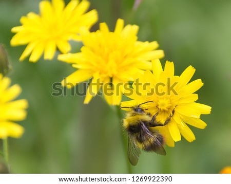 Early Bumblebee (Bombus pratorum) amber yellow and black fluffy hairy ginger tailed insect feeding on yellow flower