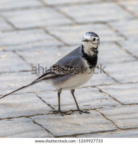 Full height portrait of a small gray wagtail at cobblestone