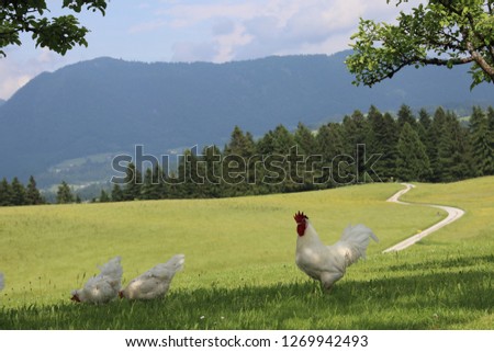 Chicken in Nature Royalty-Free Stock Photo #1269942493