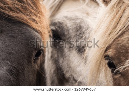 horse faces close up