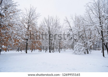 Fabulous snow-white forest cold
