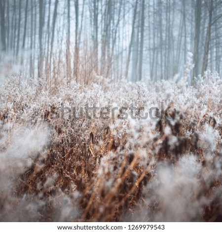 Winter landscape. Misty morning field, frost and snow on the grass. Latvia