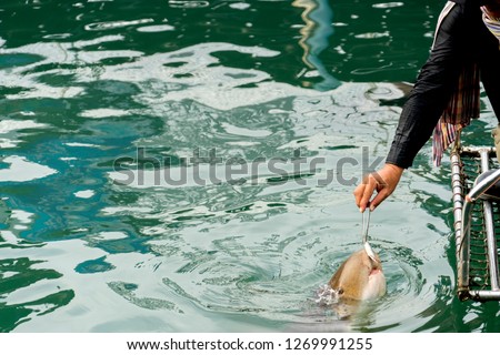 tourist is feeding shark in sea animal farm