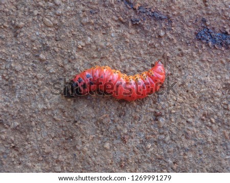 A red worm