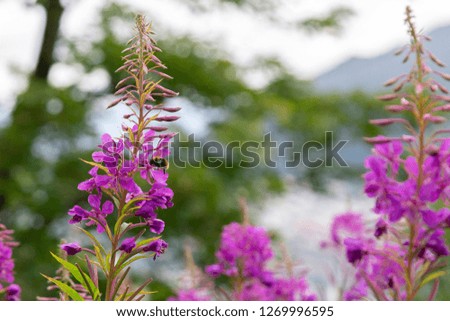 Photo of pink flowers. A bumblebee is flying near the flowers. The background is green and out of focus.