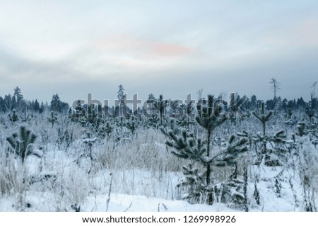 Landscape in winter at sunset. Grass covered snow