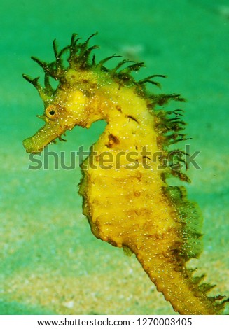 atlantic yellow seahorse 
