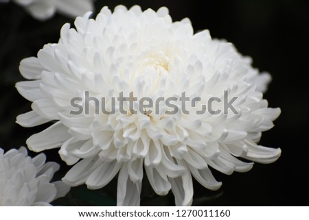 Closeup image of White Chrysanthemum blossoms