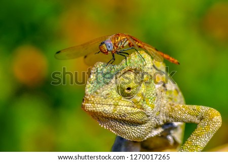 Green chameleon and dragonfly - Stock Image