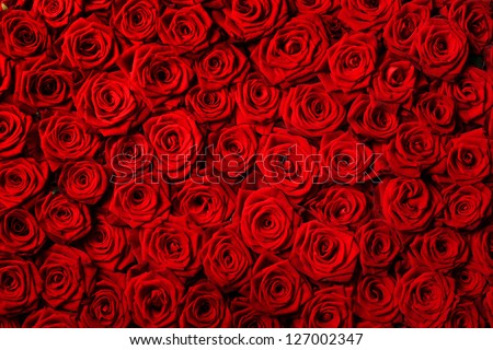 Natural red roses background Royalty-Free Stock Photo #127002347