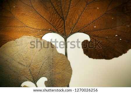 Pressed dry leaves