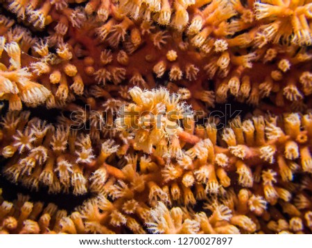 Sea fan spreading polyps, a soft coral close up, Owase, Mie, Japan