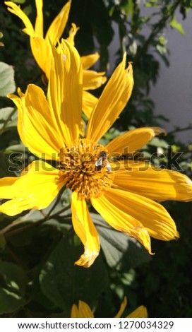 bees on yellow flower 