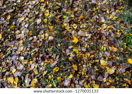 autumn leaves background, beautiful photo digital picture
