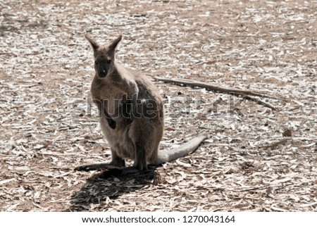 the male red necked wallaby is resting in the sun