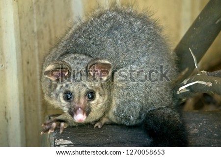 the common brushtail possum is sitting on a wooden log