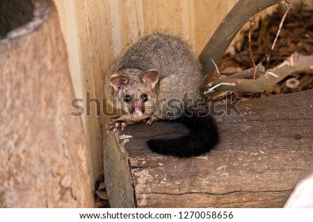 the common brushtail possum is sitting on a wooden log
