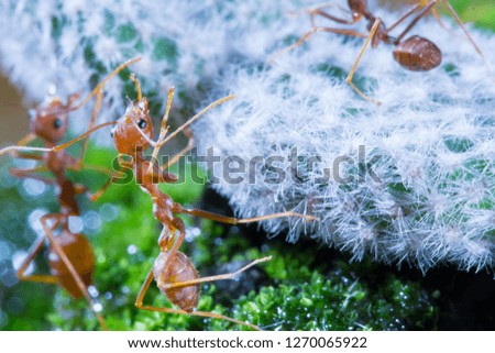 Macro of Green tree ant, Green tree ant Macro, Macro Ants, Oecophylla smaragdina, Oecophylla, Small ant, Beautiful ants, Cute ant, Green background