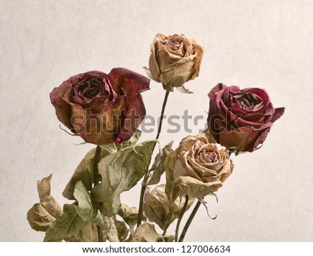 dried roses with background closeup