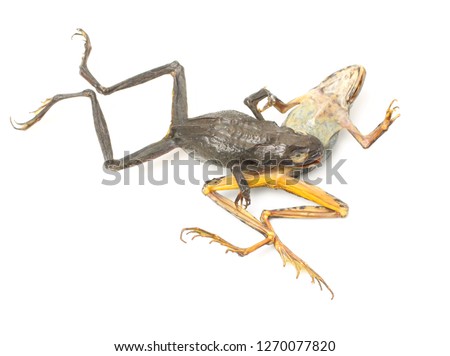 Dried toads isolated on white background.Dried small green frog isolated 