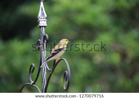 American goldfinch male songbird perched on backyard garden bird feeder.