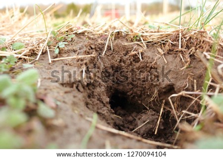 Vole Nesting Burrow Hole in Yard