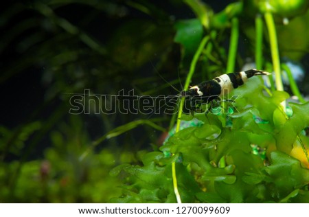 King kong panda shrimp stay on green moss with dark background in aquarium tank