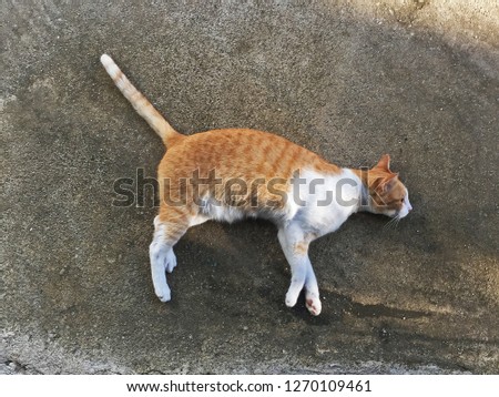 Orange and white Tabby cat lying on cement concrete floor