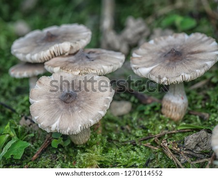 wild umbrella mushrooms
