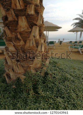 Palm growing on a tropical beach
