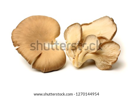 mushroom  on White Background