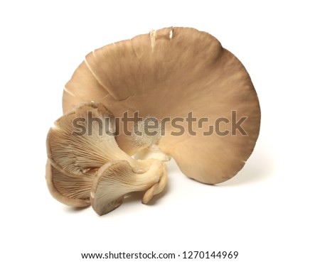mushroom  on White Background