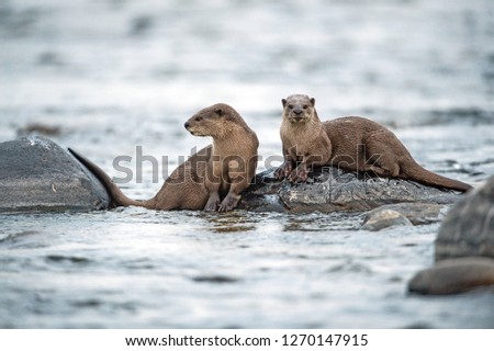 Smooth Coated otter