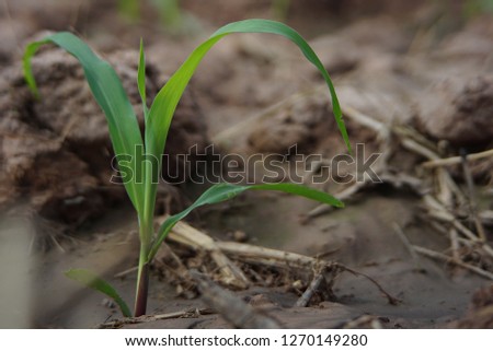Baby corn Agriculture