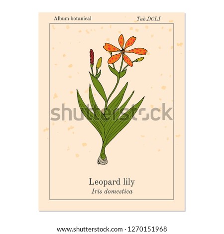 Leopard flower (Iris domestica), or Blackberry lily, medicinal plant. Hand drawn botanical vector illustration
