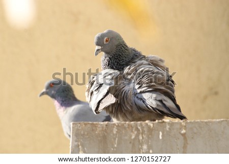 winter pigeon with his finges