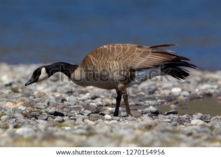 Canada Goose (Branta canadensis), Yellowstone National Park, Idaho, Montana and Wyoming, USA.